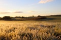 Frost on the grass in November Royalty Free Stock Photo