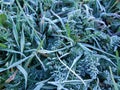 Frost on grass and other green plants Royalty Free Stock Photo