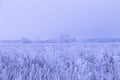 Frost on a grass. Russian provincial natural landscape in gloomy weather. Toned