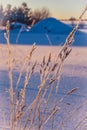 Frost on the grass shimmers in the sunset