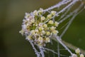 Frost on grass and spider web at autumn Royalty Free Stock Photo