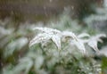 Frost on the green leaves of a bush Royalty Free Stock Photo