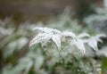 Frost on the green leaves of a bush Royalty Free Stock Photo