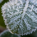 The frost highlights the leaf s natural veining adding texture Royalty Free Stock Photo