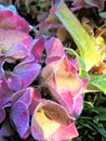 Frost on hydrangea hortensia magenta pink flowers in the winter sunligt Royalty Free Stock Photo