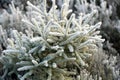 Frost and Ice Crystals on Small Spruce Tree