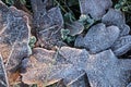 Frost Ice on Forest Leaves.