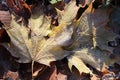 Frost Ice on Forest Leaves.