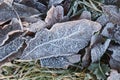 Frost Ice on Forest Leaves.