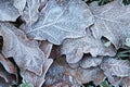 Frost Ice on Forest Oak Leaves.