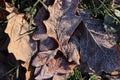 Frost Ice on Forest Oak Leaves.