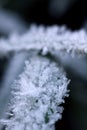 Frost/ice on grass, macro image