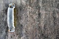 Frost icy door handle on rustic weathered wood grain gray textured background Royalty Free Stock Photo