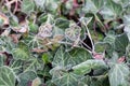 Frost on ivy leaves on a cold winter morning Royalty Free Stock Photo