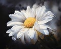 Frost-Kissed Beauty: A Field of White Flowers with Yellow Center Royalty Free Stock Photo