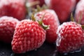 Frost kissed strawberries in close up, a winters frozen delicacy