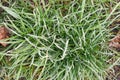 Frost on lawn grass and leaves of trees close-up in autumn. The concept of the first frost Royalty Free Stock Photo