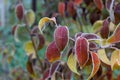 Frost on lawn grass and leaves of trees close-up in autumn. The concept of the first frost