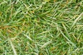 Frost on lawn grass and leaves of trees close-up in autumn. The concept of the first frost