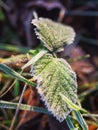 Frost on a leaf. Selective focus, Winter theme background Royalty Free Stock Photo