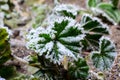 Frost on leaves Royalty Free Stock Photo