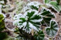 Frost on leaves Royalty Free Stock Photo