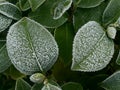 Frost on Leaves Royalty Free Stock Photo