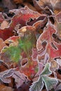 Frost leaves Royalty Free Stock Photo