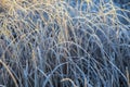 Frost leaves of bulrush