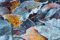 Frost on leaves. Frosty autumn background. Hoarfrost on plants. Creative pattern autumn nature background