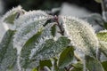 Frost on the leaves on frosty winter morning. Hoarfrost on plants. Scenic nature design Royalty Free Stock Photo