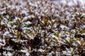 Frost leaves, frozen leaves