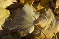 Frost Leaves