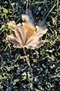 Frost on Lone Maple Leaf Royalty Free Stock Photo