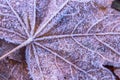 Frost maple close up Nature winter details Royalty Free Stock Photo