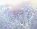 Frost in meadow, cobweb on dry grass Royalty Free Stock Photo