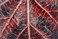 Frost morning on rusty red autumn leaves Royalty Free Stock Photo