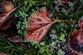 Frost morning on rusty red autumn leaves Royalty Free Stock Photo