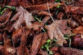 Frost morning on rusty red autumn leaves Royalty Free Stock Photo