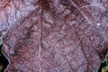 Frost morning on rusty red autumn leaves Royalty Free Stock Photo