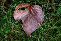 Frost morning on rusty red autumn leaves Royalty Free Stock Photo