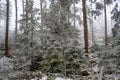Frost in a mountain forest in austria Royalty Free Stock Photo
