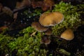 Frost on mushroom Winter season macro moss