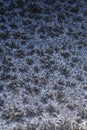 Frost patterns on glass in winter. Looks like falling leaves or fluff. Dark blue abstract background or wallpaper. Vertical shot. Royalty Free Stock Photo