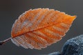 Frost patterns on a leaf in early morning