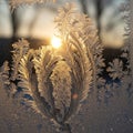 Frost patterns on a window create intricate, feathery designs, illuminated by the warm glow of a Royalty Free Stock Photo