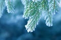 Frost on Pine Royalty Free Stock Photo