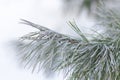 Frost pine branch
