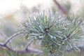 Frost pine branch