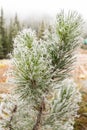 Frost pine leaves on Lake Louise mountain